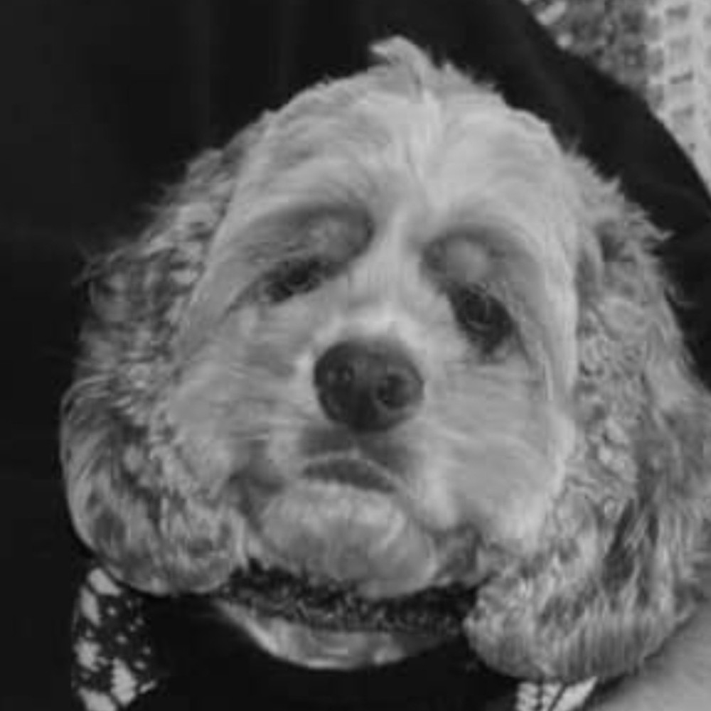 Meet your Posher, Posh